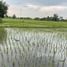 在FazWaz.cn出售的 土地, San Pong, 湄林, 清迈, 泰国